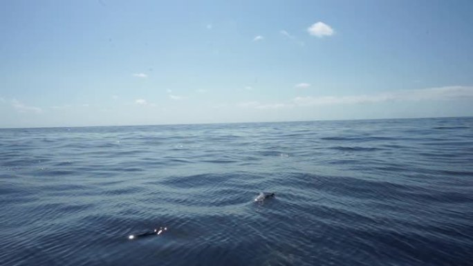 海豚在船旁边游泳海平面海天一线海鱼