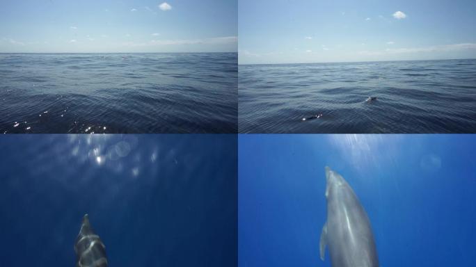 海豚在船旁边游泳海平面海天一线海鱼