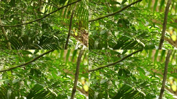 紧随其后的是小鸟快速移动并在丛林中抓着虫子的镜头