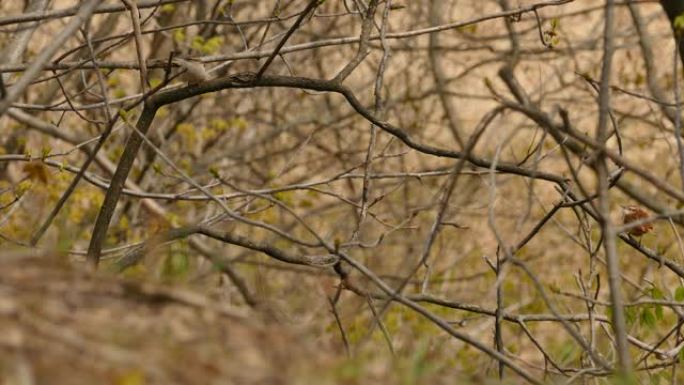 在刮风的春天，一对漂亮的卡罗来纳州wren微小的北美鸟类