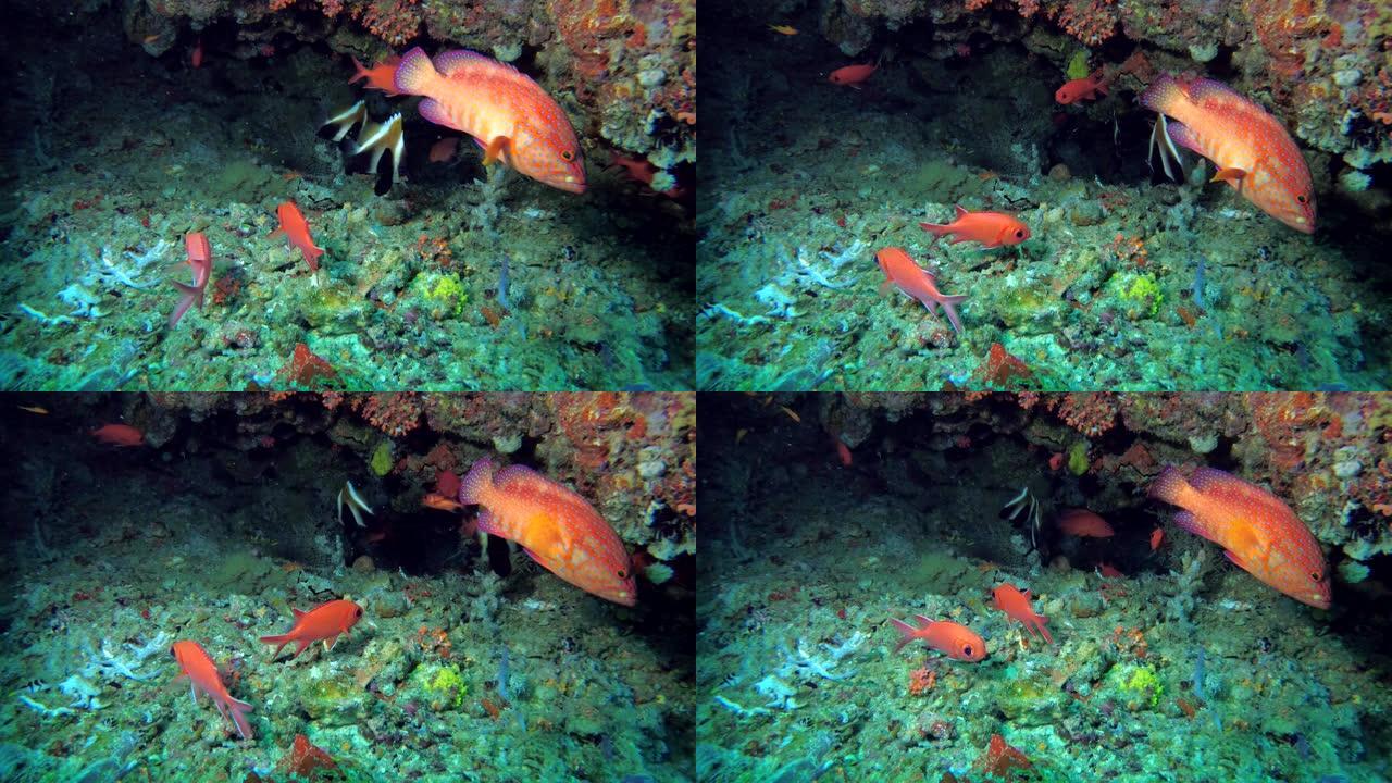 洞穴生活，成群的松鼠鱼- Myripristis berndti，珊瑚石斑鱼- cephalophh
