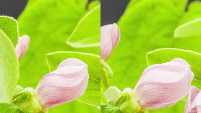 梅花盛开的垂直格式延时4k视频。春季Cydonia oblonga开花的视频。