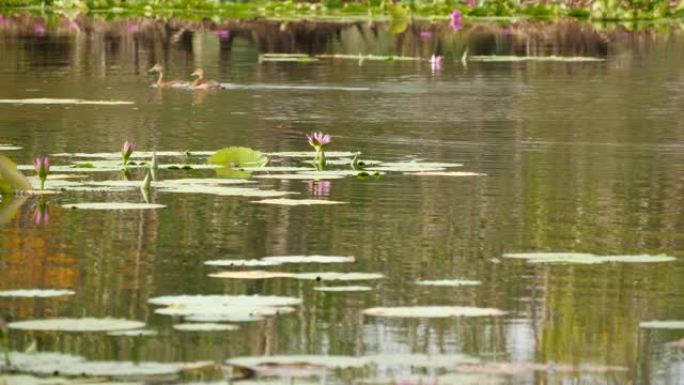 湖上的鸭子与睡莲，粉红色的荷花在阴暗的水中反射鸟类。野外的候鸟。带池塘的异国热带景观。环境保护、濒危