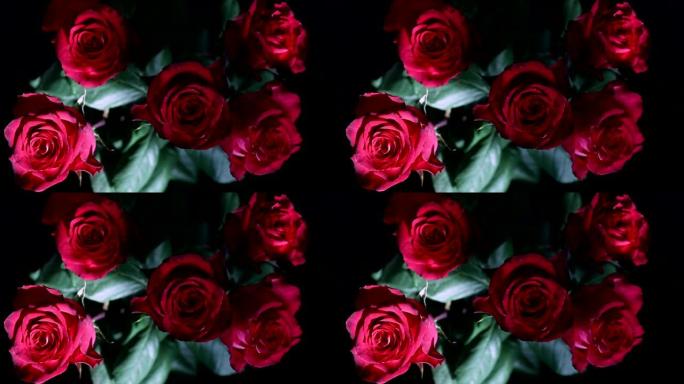 特写五朵新鲜红玫瑰