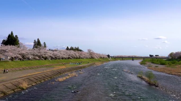 春天樱花季节晴天的日井河河岸