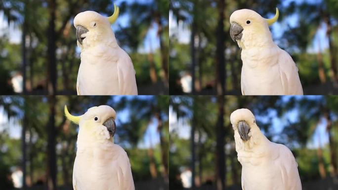雌性凤头鹦鹉白色鹦鹉栖息树枝，橙色和粉红色的天空云阳光鸟日出美丽的早晨黄金海岸澳大利亚