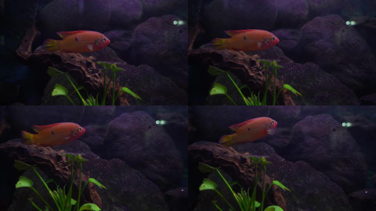 鱼缸水一只红鱼一只鱼儿孤独