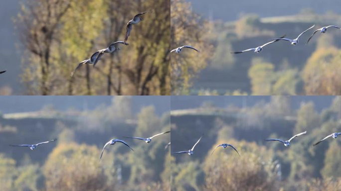 斑头雁飞过秋天的树林的慢动作视频