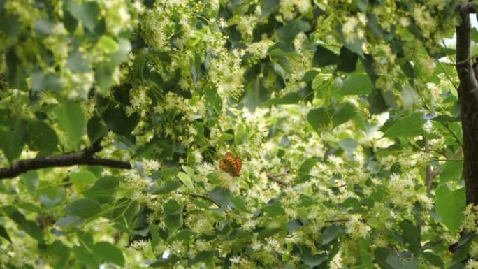 椴树绿色生态授粉采蜜春暖花开