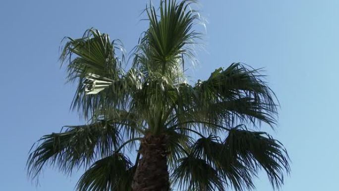 风中的棕榈树。风吹棕榈数海南树木