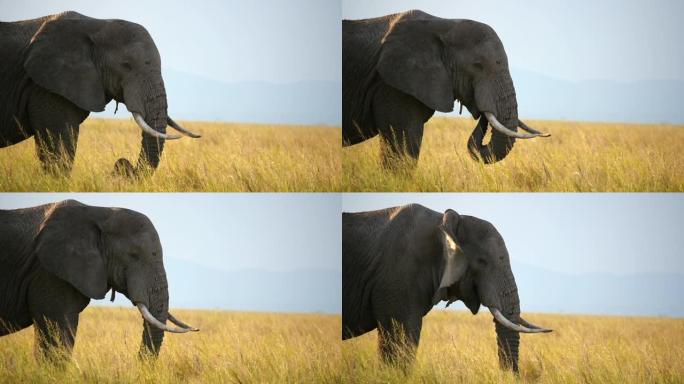大象放牧的慢动作大象放牧野生动物