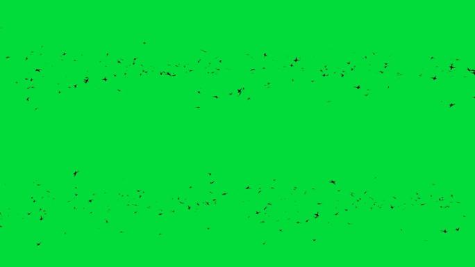 鸟类迁徙绿屏动画