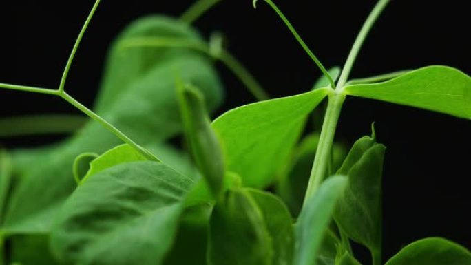 温室农业中春季生长的植物，发芽发芽的新生豌豆植物