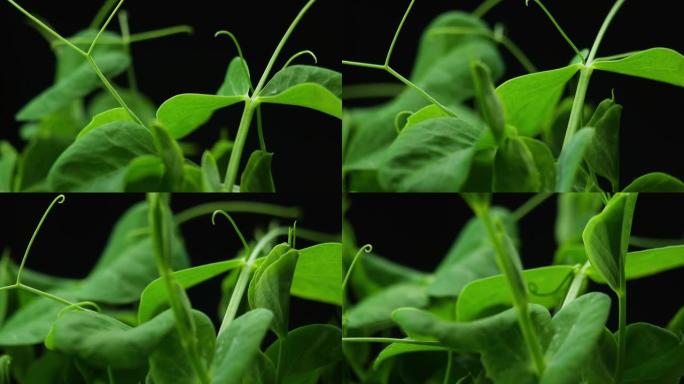 温室农业中春季生长的植物，发芽发芽的新生豌豆植物