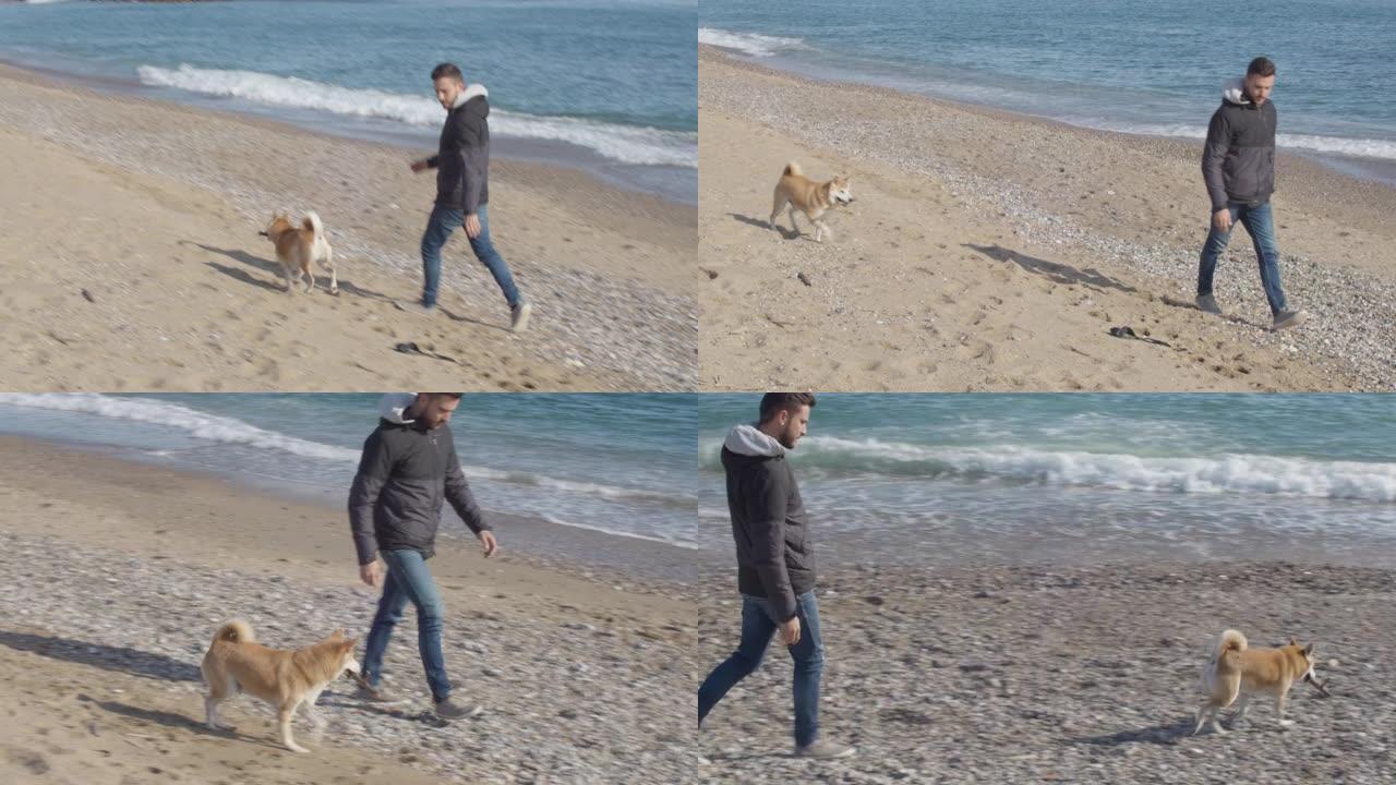 一个男孩和他的狗Shiba Inu玩耍，向海边扔石头。巴塞罗那海滩。