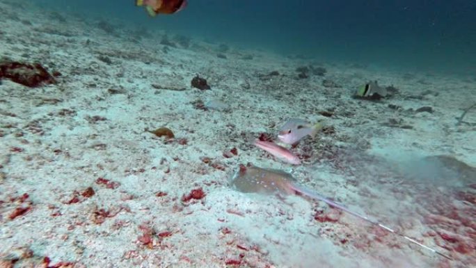 受威胁物种库尔的蓝调黄貂鱼 (Neotrygon kuhlii) 在海底狩猎