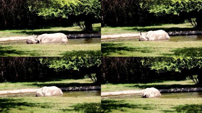 犀牛在动物园休息!
