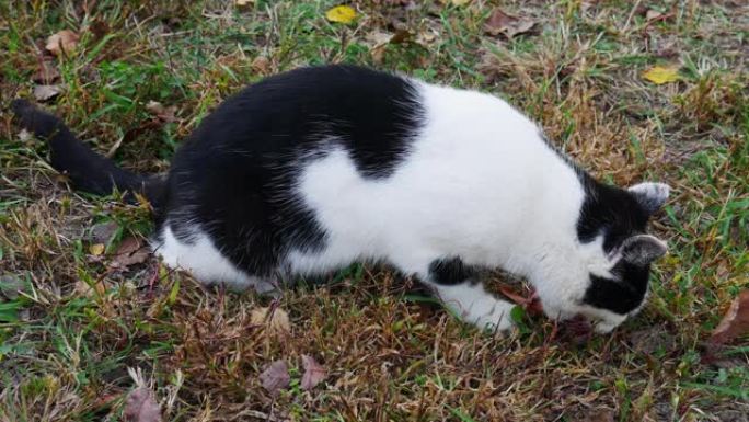 特写-猫喜欢吃草地上的鱼残渣。