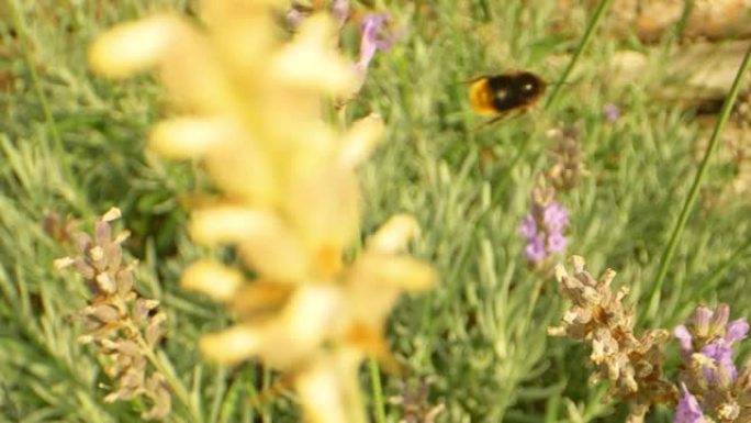 大黄蜂在后院运动的特写镜头