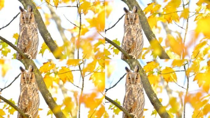 长耳猫头鹰 (Asio otus) 在秋天高高地坐在树上