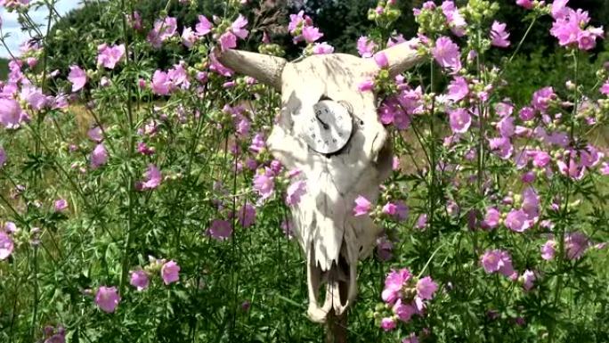 花中有钟面和风的老牛头骨