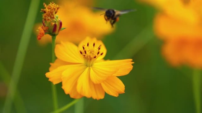 花上的一只蜜蜂采蜜黄花