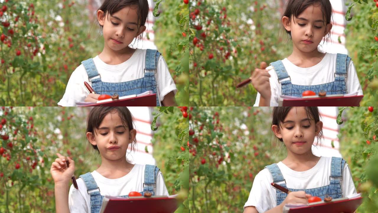 年轻女孩在oganic农场检查优质西红柿，转基因食品，生物食品，替代ifestyle概念，拒绝，不良