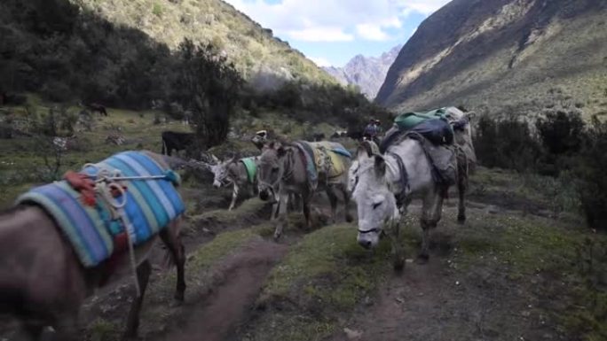秘鲁安第斯山脉瓦斯卡兰国家公园圣克鲁斯徒步旅行中的牲畜