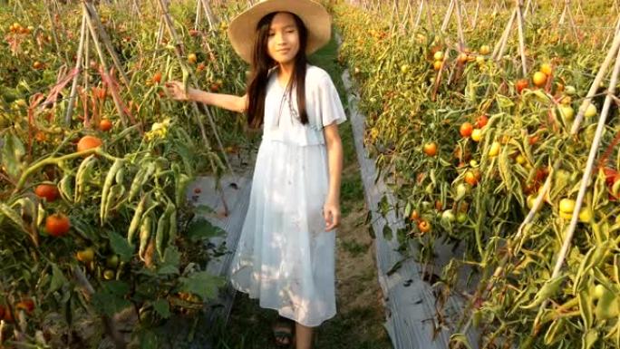 亚洲可爱的小女孩走过有机西红柿在花园里种植蔬菜