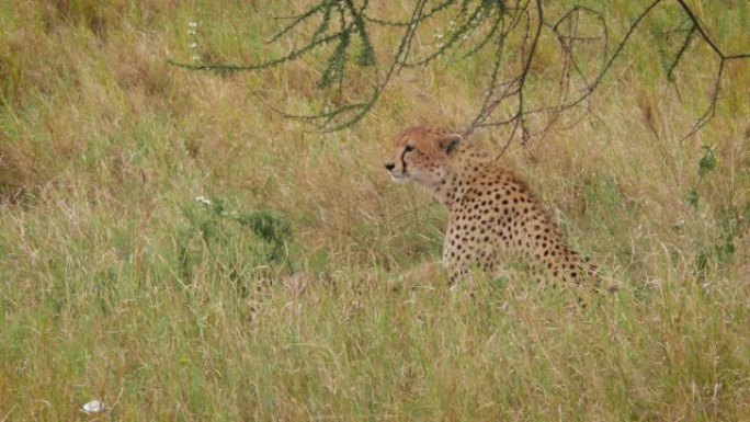 猎豹在坦桑尼亚塞伦盖蒂国家公园制服猎物-4K