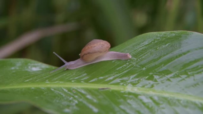 蜗牛在雨林中的绿叶上行走