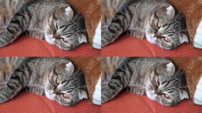 可爱的苏格兰折叠小猫躺在家里的沙发上。