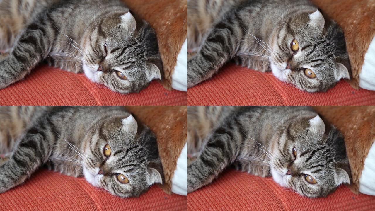 可爱的苏格兰折叠小猫躺在家里的沙发上。
