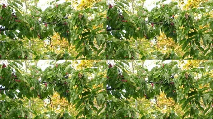 彩色木兰树枝间堆积啄木鸟的漂亮镜头