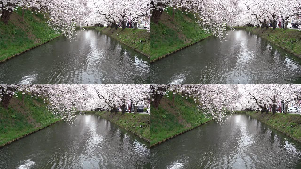 弘前公园樱花松节节在春天季节美丽的早晨