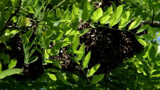 在一棵刺槐的树枝上形成一个新的群体 (家族) 蜜蜂。蜂群。