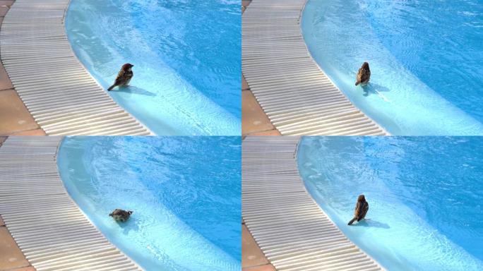 麻雀在游泳池喝水洗澡慢动作180fps