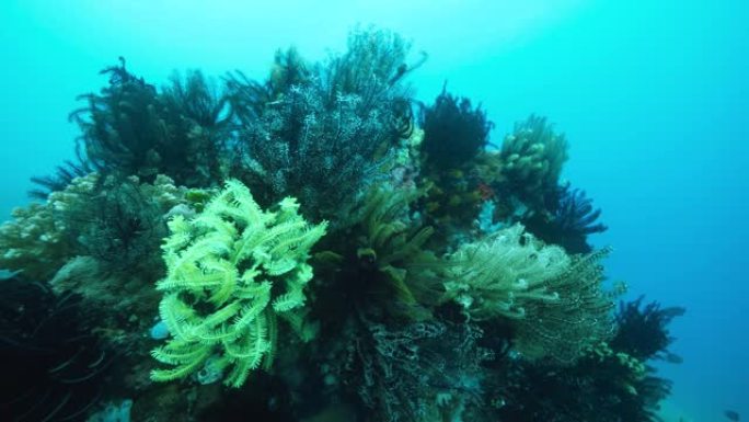 珊瑚礁上雄伟多彩的羽毛星海百合。珊瑚海之花。
