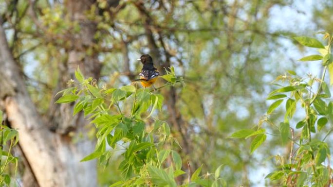 巴尔的摩金莺从新鲜的弱绿色小树枝上摇摆下来