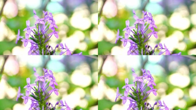 树上的紫色花朵，蓝色鼠尾草，紫罗兰ixora