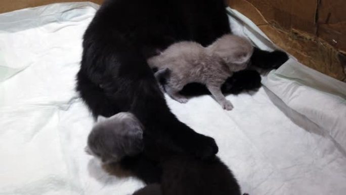 猫生下小猫，新生动物，睡觉的婴儿，哺乳，玩耍