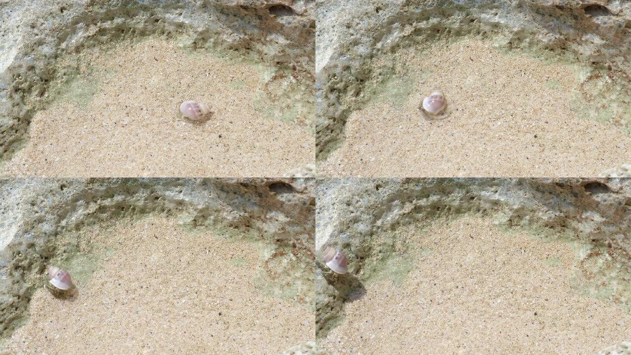 小寄居蟹在海滩上的水中行走