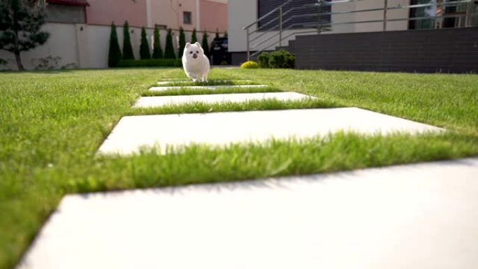 白色奶油绒球狗在草地上的瓷砖上奔跑