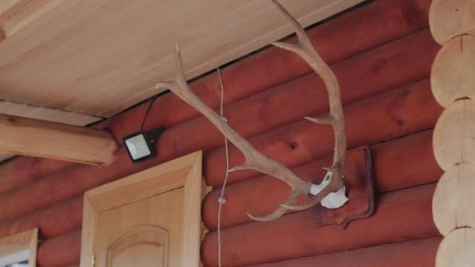 木制木屋上的大鹿角