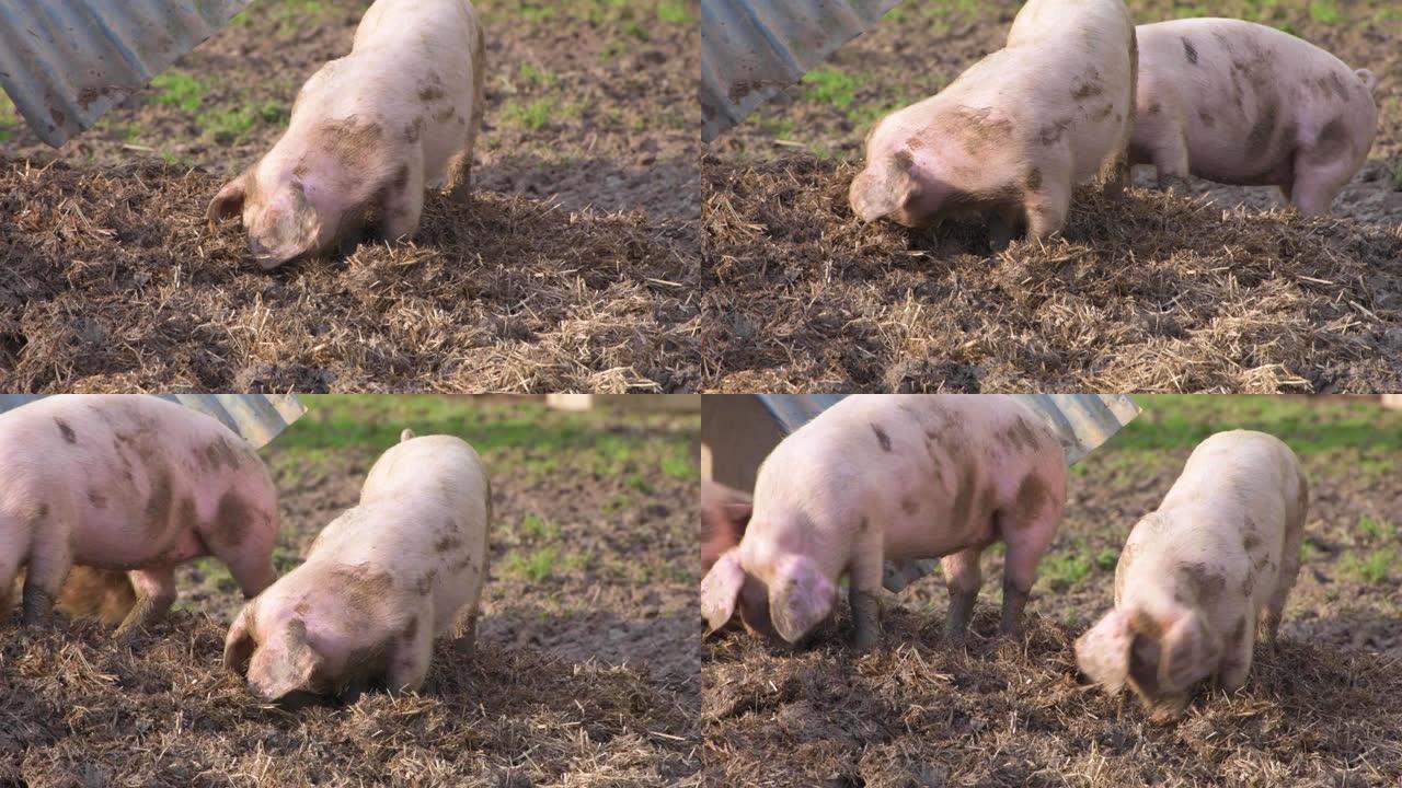 泥中的猪猪拱地猪打架小猪
