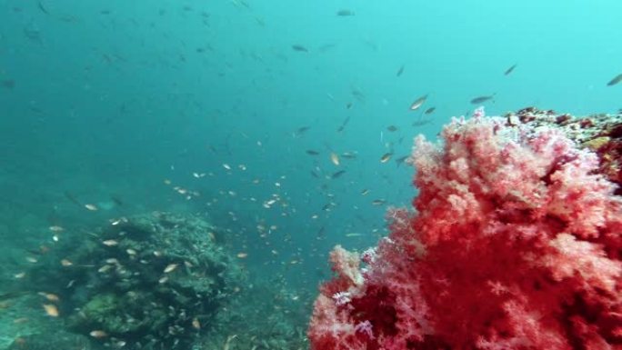 水下粉红色的珊瑚礁与热带鱼的背景