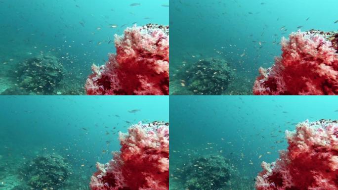 水下粉红色的珊瑚礁与热带鱼的背景