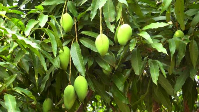 芒果树热带果实种植