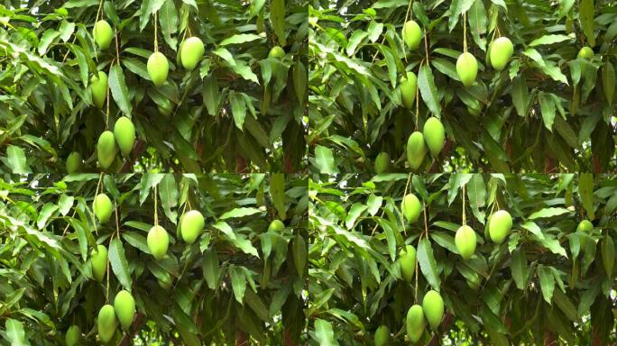 芒果树热带果实种植