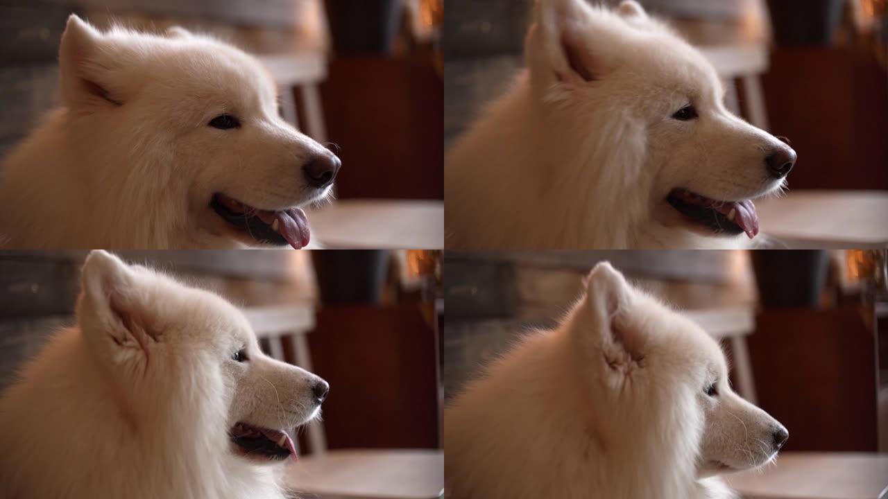 Samoyed品种的白色迷人狗的特写肖像